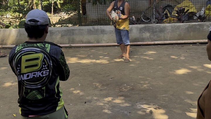 White Win (WPC4 Banded)