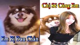 Dương KC | Gấu Alaska Gia Gia #3 | chó thông minh đáng yêu | funny cute smart dog pets | Thú Cưng TV