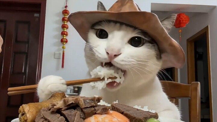 Why Cats Vlog (New Year Edition)