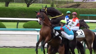 【Horse Racing/MAD】Those hilarious moments at the racecourse