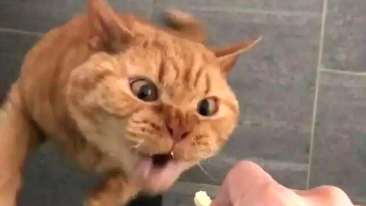 “This cat had me laughing for a full 3 minutes and 13 seconds!!”