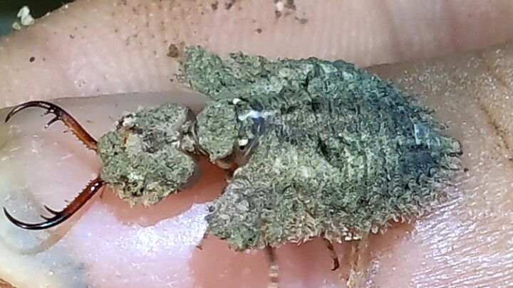 A living trilobite? (Butterfly fly larva)