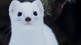 Stoat: Please classify me as a beast