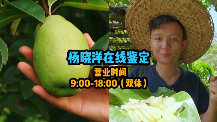[Thợ săn Trái cây × Hunter] Dương Hiểu Dương trực tuyến nhận định đây là loại trái cây gì? Kỳ 16!