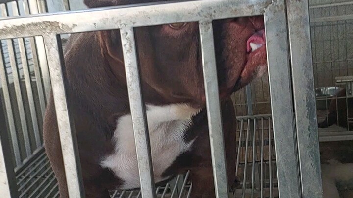 american bully exotic male