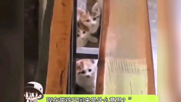 Kucing yang kabur dari rumah selama dua bulan kini kembali membawa anak-anaknya, sang pemilik kucing