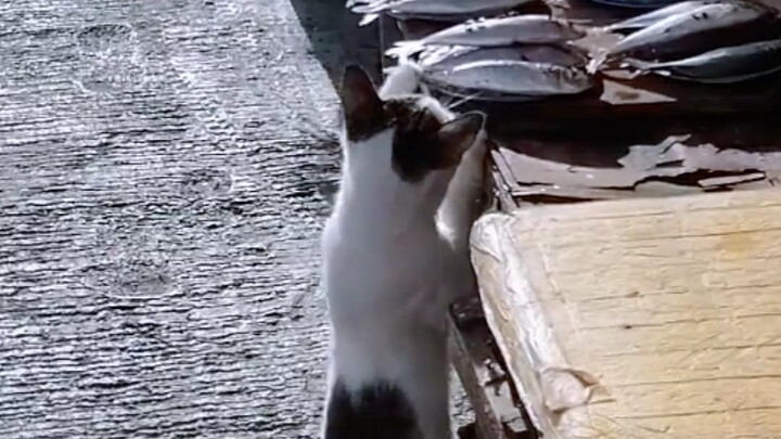 The stray cat comes to steal fish every day, but he is very sensible.