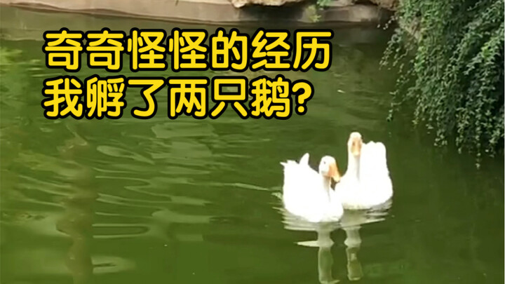 Đáng lẽ phải được hầm nhừ thì chúng lại có luôn cả một hồ nước riêng?!