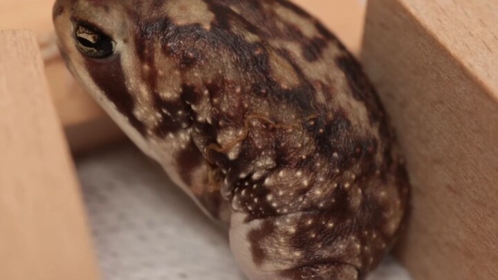 The cunning frog keeps touching its belly.