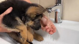 Pet | When German Shepherd Dog is Little