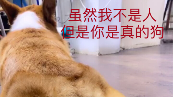 【Tiểu Trí nhà lex】Xem ren bắt nạt Tiểu Trí trượt té!!