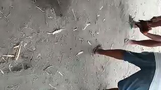lemon vs alimbayugin