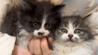 Siswa Xiao Zheng, karyawan teladan di Akademi Miao De (Bagian 1)