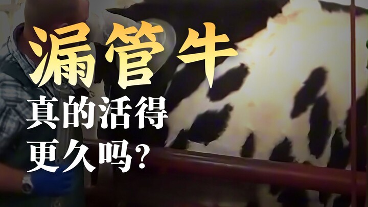 Mengapa orang harus membuat lubang di perut sapi?