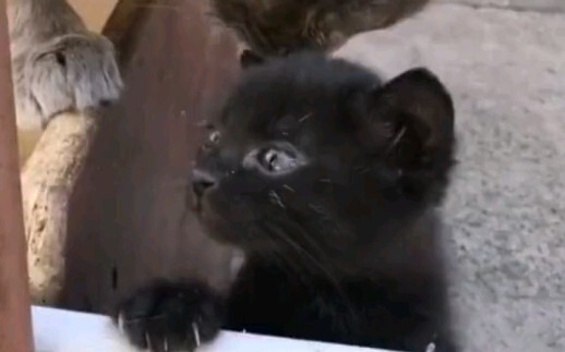 小猫：麻麻，有坏叔叔亲我！