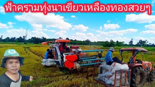 มาดูรถเกี่ยวข้าวที่นากับคูโบต้า dc-60