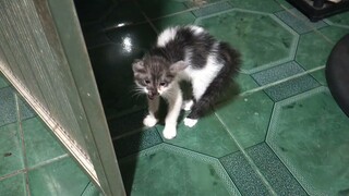 kitten#Angry#Langlang@Gina Lubang