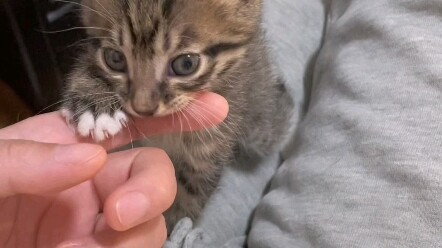 Even my little cat can protect its owner now.