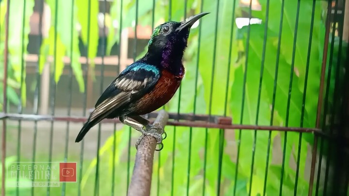 Masteran Konin Jernih Bersih FULL TEMBAKAN mewah cocok buat MASTERAN burung JUARA 2022