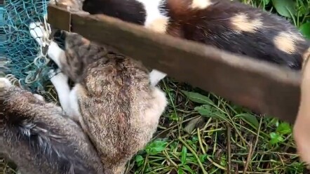 Catching Fish to Feed the Cat