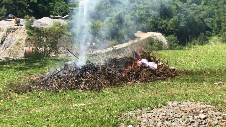 Beautiful Firework At Jungle View – Calm and Serene Nature