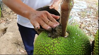 Chỉ Cần Làm Cách Này Trái Mít Sẽ Không Bị Hư _ Cách Chăm Sóc Bảo Vệ Trái Mít Khô