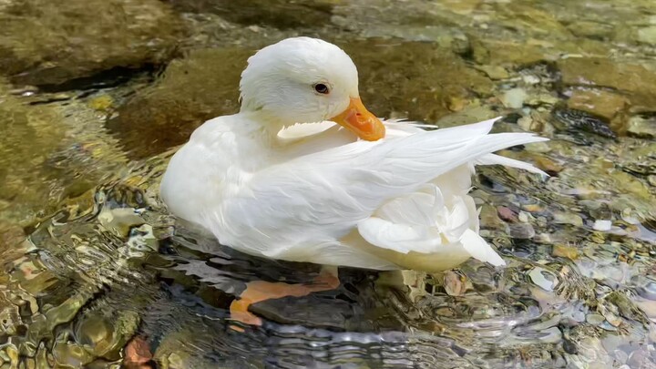 Jalan-jalan dengan bebek Cochin, temukan kenari liar; setelah memecahkannya, pemuda itu menyesal