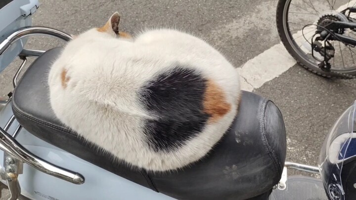 Cat: You're So Rude!