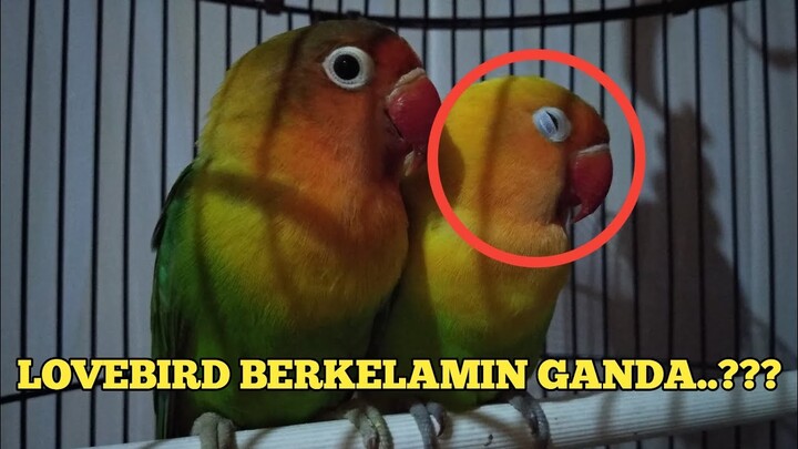 LOVEBIRD UNIK || Baru Pertama Liat Burung Begini...