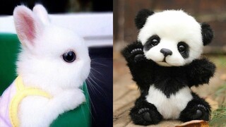 Cute baby animals Videos Compilation cute moment of the animals - Cutest Animals #22