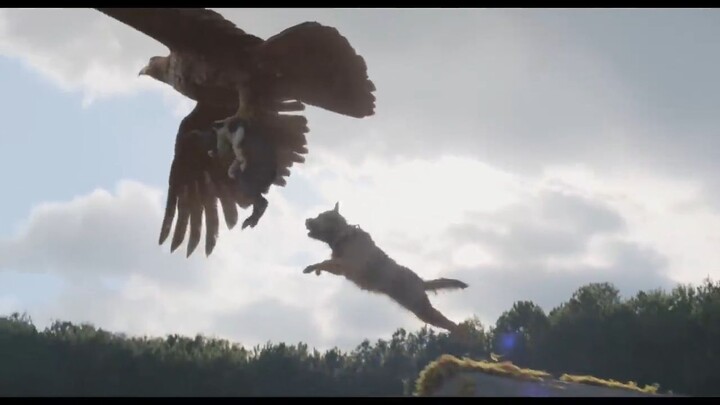 Strays 2023. Watch Full Movie: Link In Description