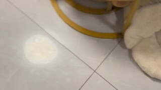 来自异瞳哈士奇的魅力