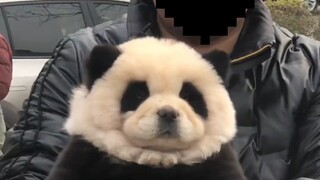 Is it a panda or a dog?