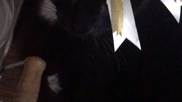 Black Cat