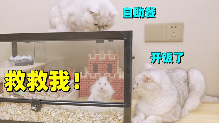 Chuột hamster chuyển nhà đổi tổ, kéo theo hai chú mèo đến chờ ăn buffet!