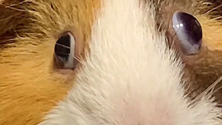 هل عيون الخنازير الغينية ملصوقة؟