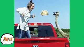 Safari Parks GONE WILD! 😂 | Funny Animal Fails | AFV 2021