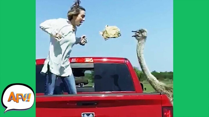 Safari Parks GONE WILD! 😂 | Funny Animal Fails | AFV 2021