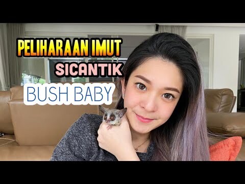 BINATANG KECIL PEMALU YANG IMUT-BUSH BABY GALAGO CICI SANDY