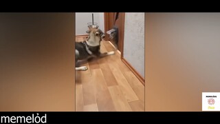 Nhây dễ sợ nhây luôn hà #funny