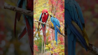 Magical colors of forest birds #shorts