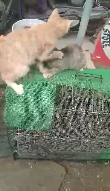 they love to play😻