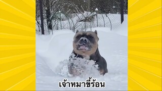 สัตว์เลี้ยงเพื่อนขนปุย : เจ้าหมาขี้ร้อน