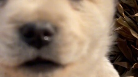 The little dog is so cute!