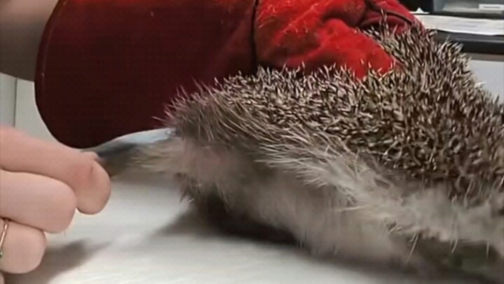 How the veterinarian gave the hedgehog an injection: every step was unexpected, yet seemed reasonabl