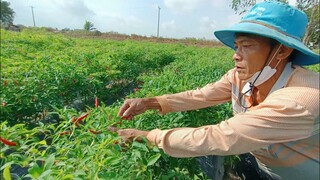 Vợ chồng Tư hái ớt và bữa cơm ngoài đồng quá ngon
