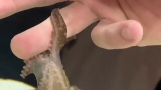 The young man found a baby octopus, and after raising it, it became incredibly affectionate and even