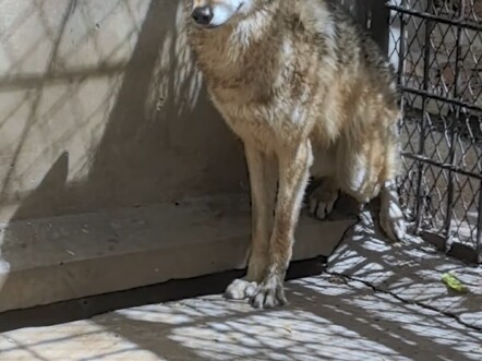 أقدّم للذئب دجاجة ليأكلها، لكنه ما زال غير راضٍ!