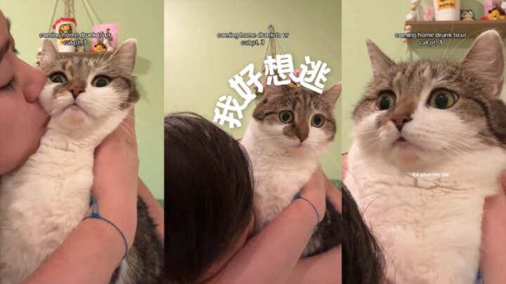 当我醉醺醺地回家找我的猫