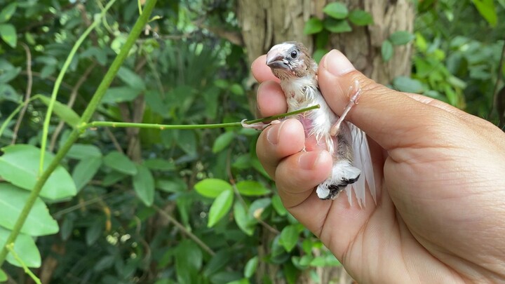 Do you understand the truth about picking up a bird? Please don't "rescue" wild birds casually